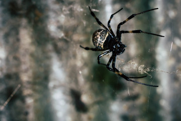 A black and brown colour spider is photographed close up, macro picture,Natural background,spider and spider web. Spiders are creating spider webs.