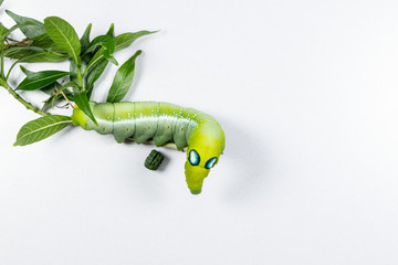 Beautiful of Daphnis nerii, Pupa Stage or Chrysalis Stage.