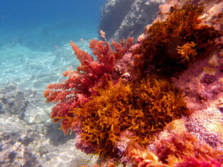 Fototapeta na wymiar UNDERWATER sea level photo. Colorful seaweed from marine life of the Aponissos beach, Agistri island, Saronic Gulf, Greece.