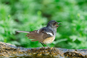 Beautiful Birds in Nature