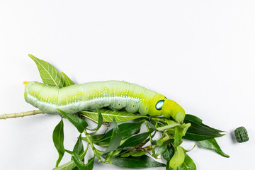 Beautiful of Daphnis nerii, Pupa Stage or Chrysalis Stage.
