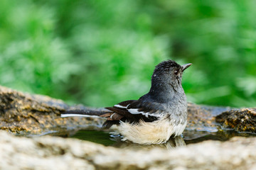 Beautiful Birds in Nature