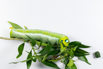 Beautiful of Daphnis nerii, Pupa Stage or Chrysalis Stage.