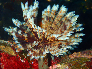 Sabella spallanzanii