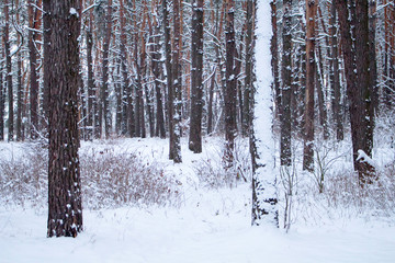 Snow-covered pine forest after a snowfall