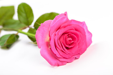 Obraz premium Beautiful single pink rose isolated on white background