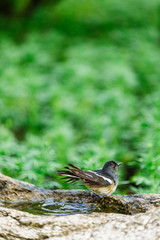 Beautiful Birds in Nature