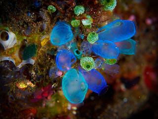 sea squirt