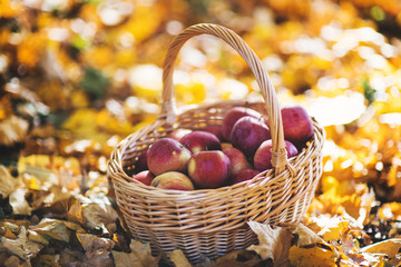 Basket with apples on autumn leaves in the garden.