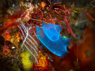 sea squirt