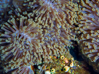 Fototapeta na wymiar Flowing anemone