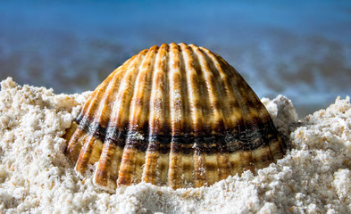 sea shell on the beach