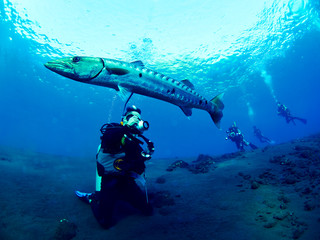 Barracuda fish