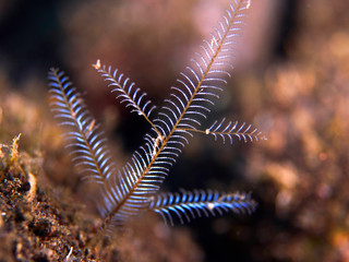 coral reef