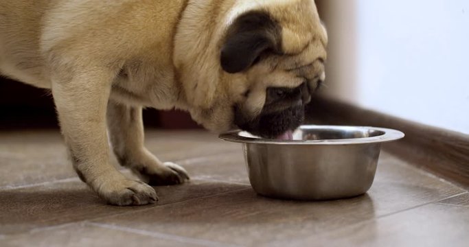 Cute pug dog drinking water, lapping fresh water from metal bowl. Very thirsty.