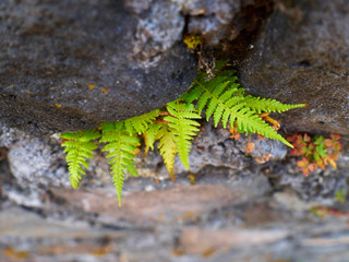 fern in the forest