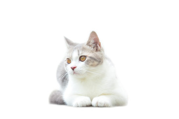 Fototapeta na wymiar Scottish Fold kittens are sitting on white background. Portrait of the kittens are sitting for look something. The cat is waiting to eat.
