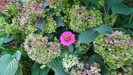 Осень цветы