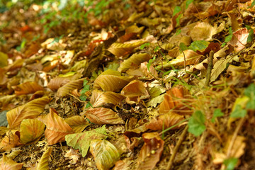 Dried leaves left at natural condition on the forest ground in the autumn at Belgrad Forest Istanbul.