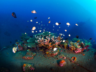 Fototapeta na wymiar coral reef