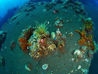 coral reef