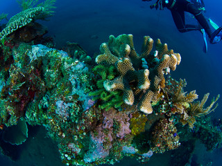 coral reef