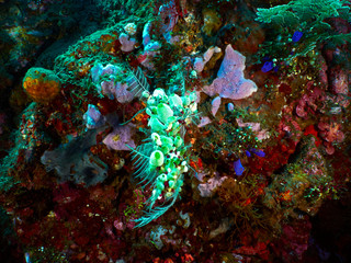 coral reef