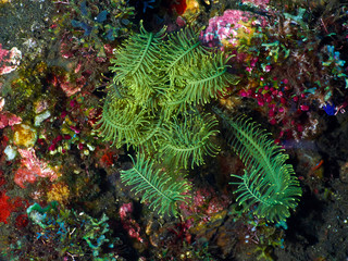 coral reef