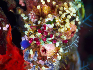 coral reef