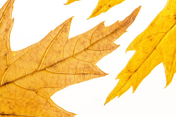 Yellow leafs on white background. Veins in the autumn leaf close-up