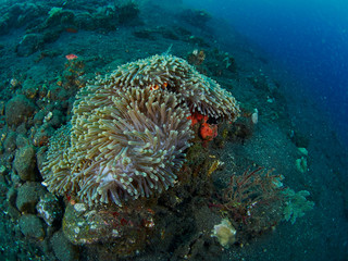 Anemone and anemone fish