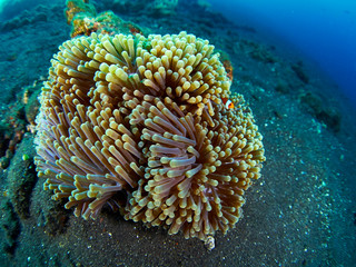Fototapeta na wymiar Anemone and anemone fish