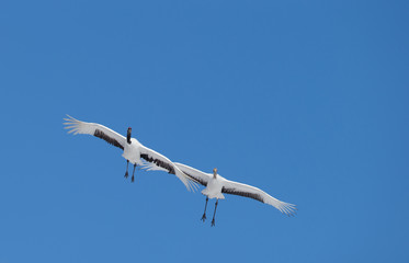 Japanese cranes on the clear blue sky
