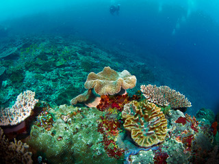 coral reef