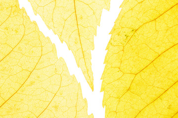 Naklejka na ściany i meble Yellow leafs on white background. Veins in the autumn leaf close-up