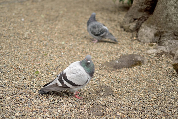 Rock dove - Columba livia. It is called “Dobato” or “Kawarabato” in Japan.