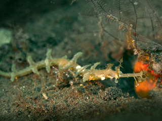 Ornate ghost pipe fish sea horse