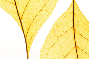 Obraz premium Yellow leafs on white background. Veins in the autumn leaf close-up