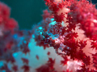 Candy Crab