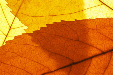Obraz premium Veins in the yellow autumn leaf close-up. Nature texture. Abstract background