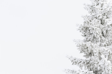 Fir tree covered with fresh snow on a white background with copy space