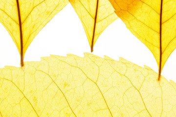 Yellow leafs on white background. Veins in the autumn leaf close-up