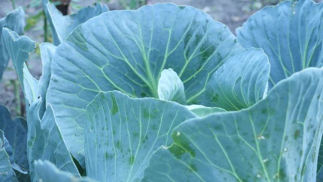 Field with fresh planted cabbage and green leaves at kitchen garden. Harvest time, agriculture and cabbage production concept