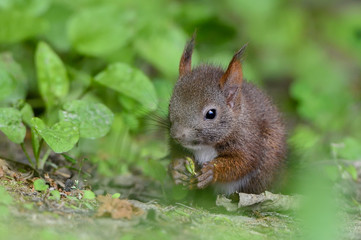 エゾリスの子供