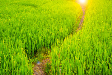 beautiful rice field terrace at Chiang Mai