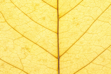 Veins in the yellow autumn leaf close-up. Nature texture. Abstract background
