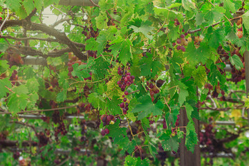 Ripe bunches of red wine grapes hang in warm evening light on uncared isolates farm. Cyprus. Horizontal wth copy space