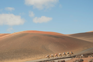 capture of Lanzarote canary 