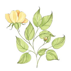 Yellow flower isolated on white background. Decorative element for card