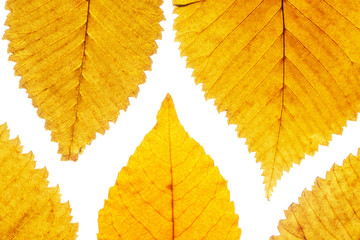 Yellow leafs on white background. Veins in the autumn leaf close-up